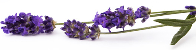 Lavender flowers on stems