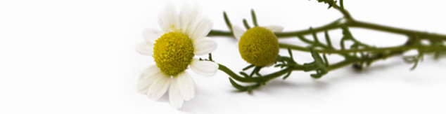 Chamomile flower and buds